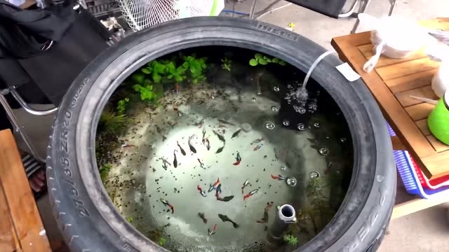 一款汽车轮胎改成的小鱼池,种水草,养孔雀鱼,简单实用成本低
