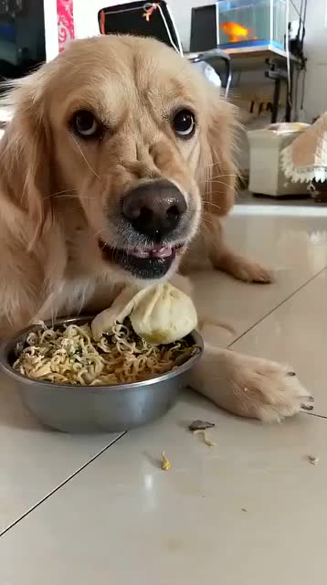 狗狗吃饭的时候,千万不要去惹它,要不然后果很严重!