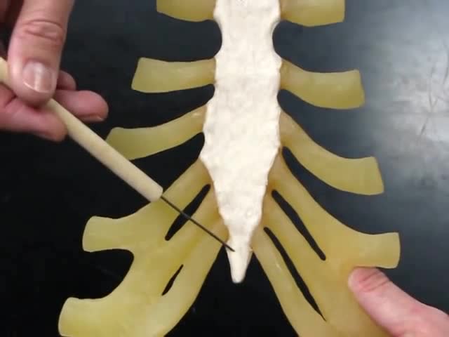 胸骨和肋骨解剖-模型教学