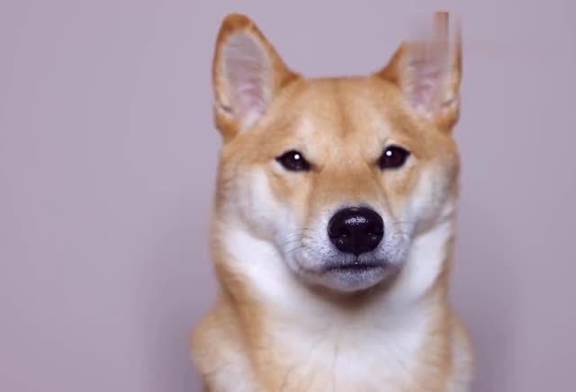 柴犬一本正经的盯着镜头看,还吐舌头卖萌,汪:主人,给拍好看点