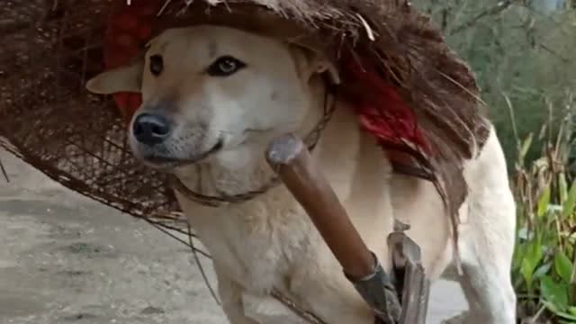 寒江孤影江湖浪人,相逢何必成相识,看看我家狗子的新造型!