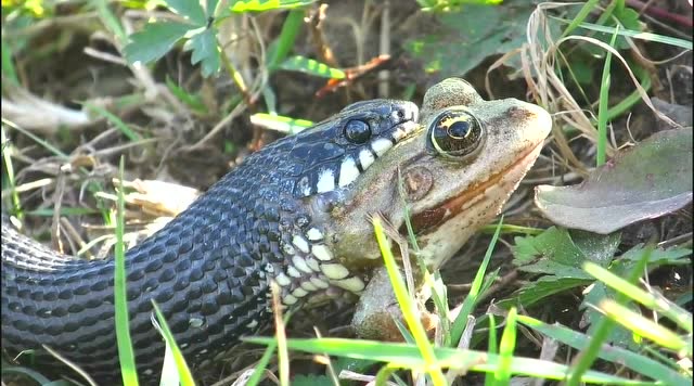 毒蛇活吃青蛙,看完我忍不住要咽口水