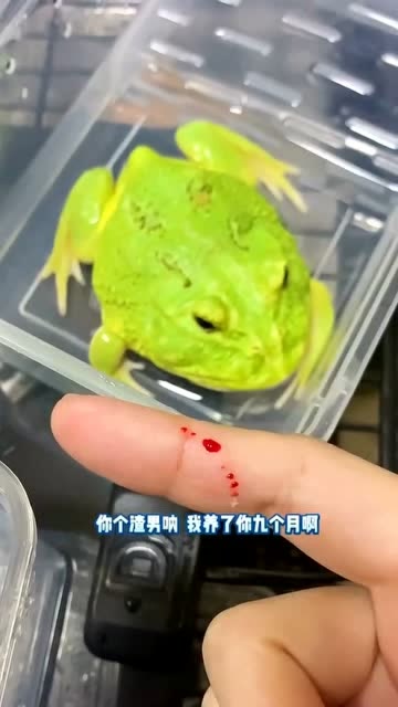 青蛙会咬人吗图片