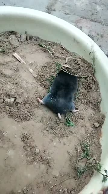 "天生的老鼠会打洞",鼹鼠才是真正打洞的行家,这速度牛啊!