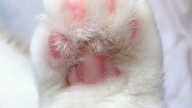 听说猫咪的爪子能开出美丽的猫爪花,这只小猫咪也太可爱了吧,好羡慕