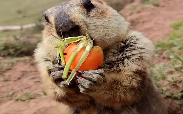 土拨鼠吃胡萝卜,嘎嘣脆,看得我也想来一口!