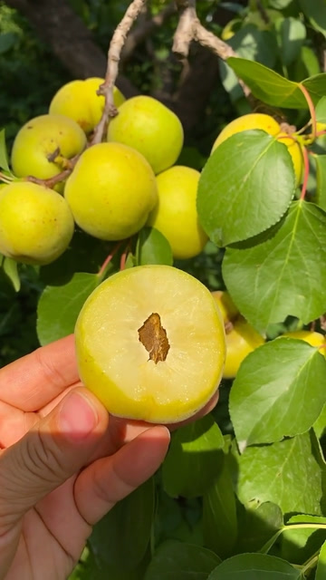 香白杏硬酸软香甜,你肯定喜欢