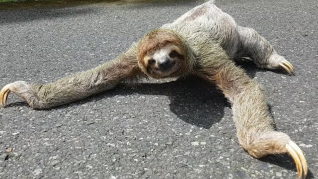 树懒究竟有多懒,几乎都不移动,爬行速度比乌龟还慢!