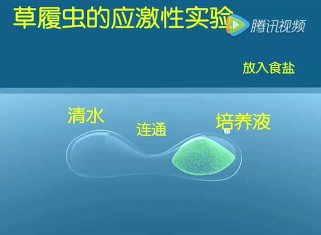 草履虫的应激性实验