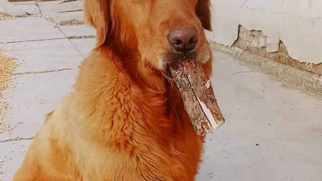 嘴里刚开始不知道被什么东西咬的,原来是木头.