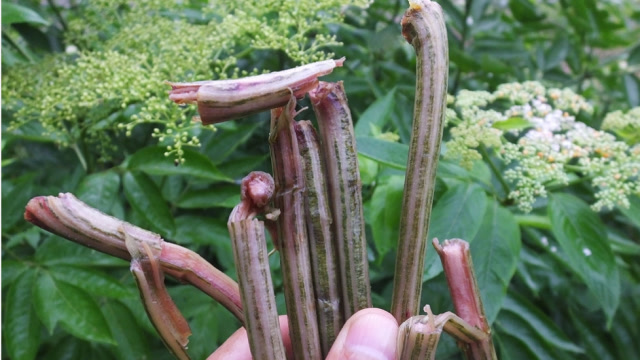 农村常见的接骨草,是一种珍贵草药,不认识的赶紧来认识下!