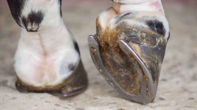 看起来太疼了!如果少了铁掌后果很严重