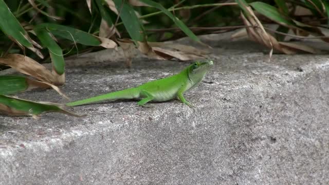 野外实拍绿安乐蜥变色 好可爱
