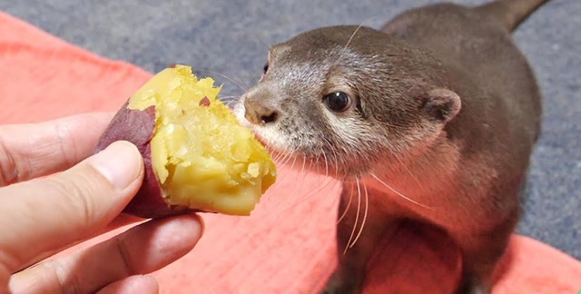 趣味萌宠:可爱小动物吃红薯