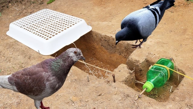 牛人教你如何用洗菜的塑料筐和一个小瓶子抓住会飞的鸟,网友:看完秒懂