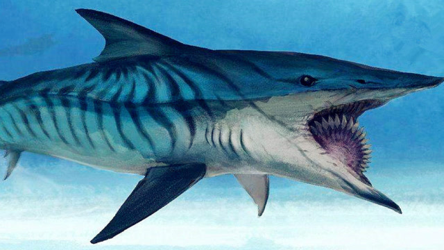 嘴巴像电锯一样的鲨鱼你见过吗这种鱼真的存在