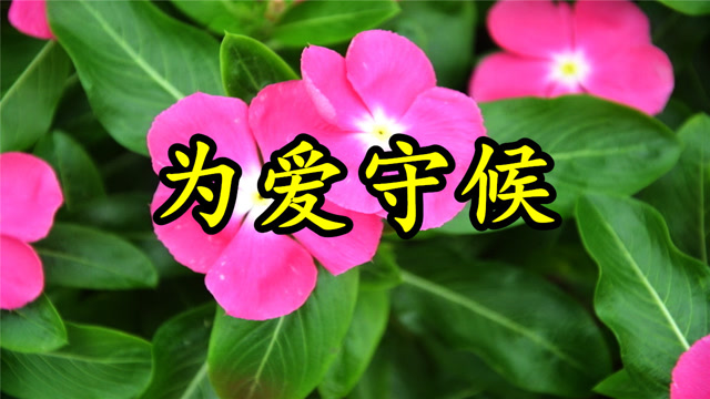 一首情歌《为爱守候》mv,一颗心为你守望,远方的你也是否知道