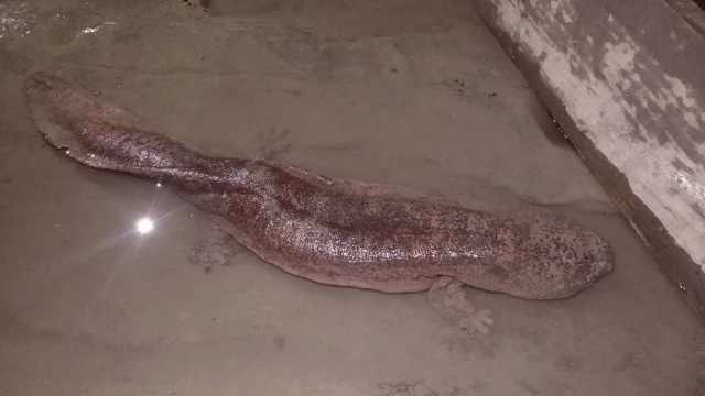 长江里游来巨型野生娃娃鱼"求救",渔政:20岁,长1.3米