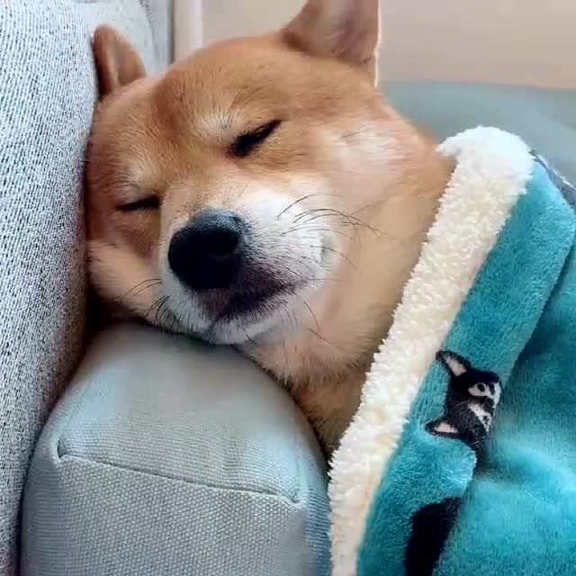 这个狗子赖床的样子,像不像刚起床的你?网友:这都被你发现了!