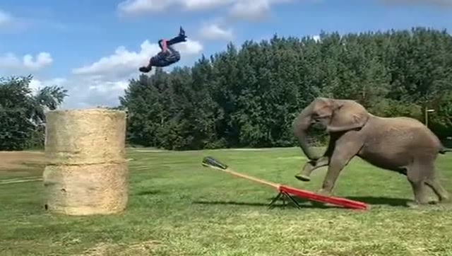 大哥绝对是高手,和大象玩跷跷板,一下就能嗨到人生巅峰!