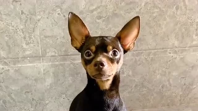 鹿犬啵啵乐太聪明了,和主人交流完全没问题,真精!