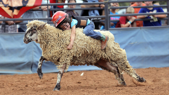 西班牙传统的"骑羊比赛",参赛者全是儿童,网友:不怕摔哭了?