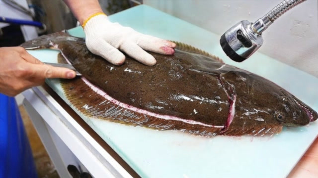 鲜活的巨型比目鱼看大厨怎么吃它的最厉害的还是刀工