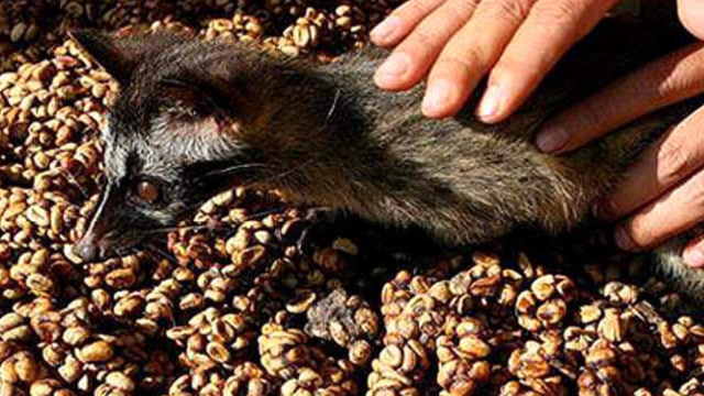 世界最贵的猫屎咖啡,真的是猫拉出来的屎吗?看完一阵恶心