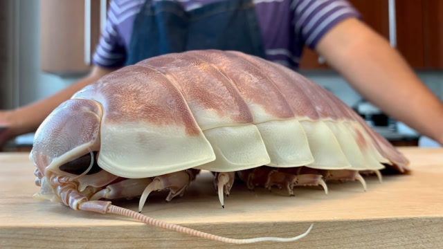 长得像巨型蟑螂的海鲜,日本大厨买到新鲜海虱,一刀下去简直不忍直视!