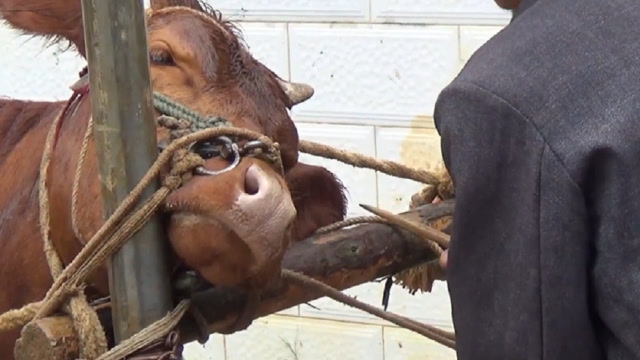 穿牛鼻子要趁牛没长大时,否则谁也控制不了牛脾气,太残忍了!