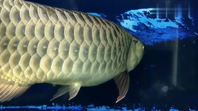 金龙,欣赏经典的观赏鱼,金龙鱼!