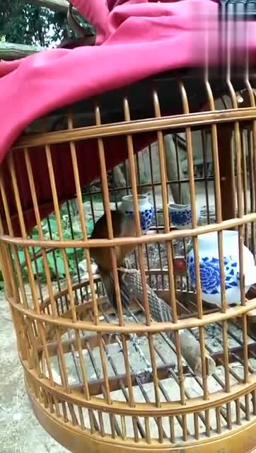 东东画眉鸟套之画眉鸟扇翅连口了