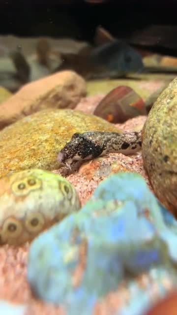 蛙眼鳅,这不鳄鱼眼嘛