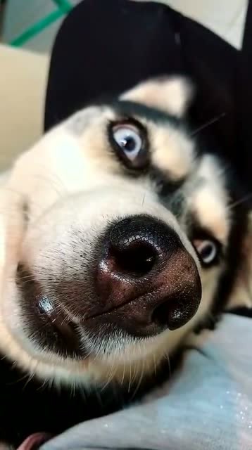 二哈:主人 你再说我,我可生气了!