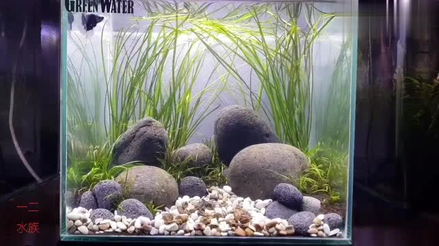鹅卵石草缸造景,粉丝要求的,终于给弄到了,鱼缸景观可以吗?