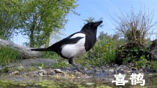 朝鲜的国鸟喜鹊,飞驳鸟,鸟叫声大全-发现美的世界