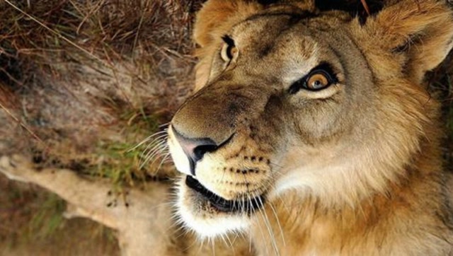 狮子正在睡大觉,突然感觉屁股"剧痛",镜头拍下搞笑的全过程!