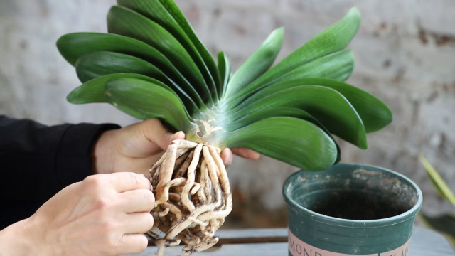 君子兰上盆前,要做的重要动作,你做了吗