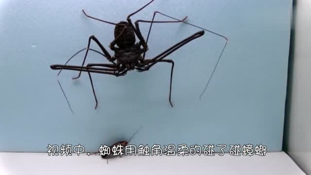 令人不寒而栗的是东方鬼鞭蜘蛛捕食蟑螂捕捉它们就像捉鬼一样