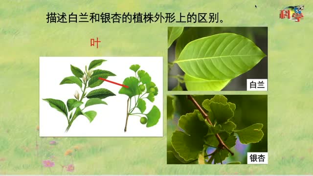 《白兰与银杏》