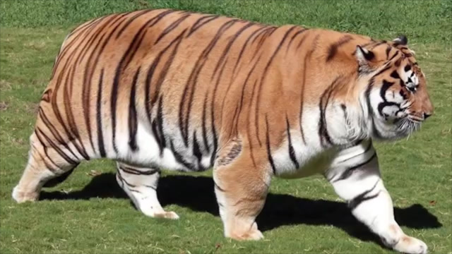 动物园老虎胖成橘猫,圆滚滚的十分可爱,网友:这不就是过年后的我嘛!