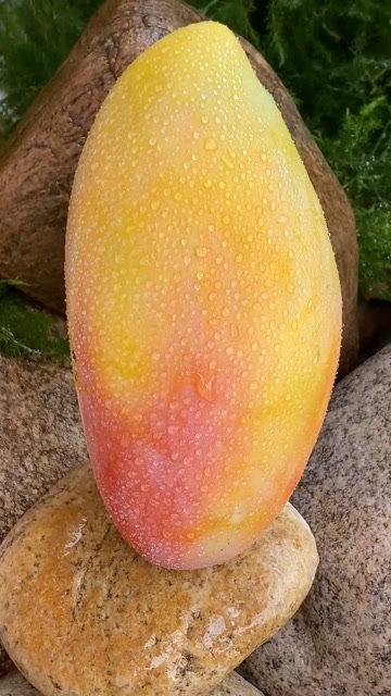 超级好吃的彩色芒果,这才是正宗的芒果哦