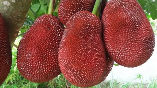 菠萝蜜都吃过,那你见过红色的菠萝蜜吗?切开一看这白色的是啥