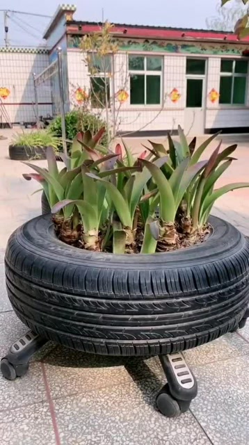 轮胎的用处太大了,这样省下了花盆,真是太美观了
