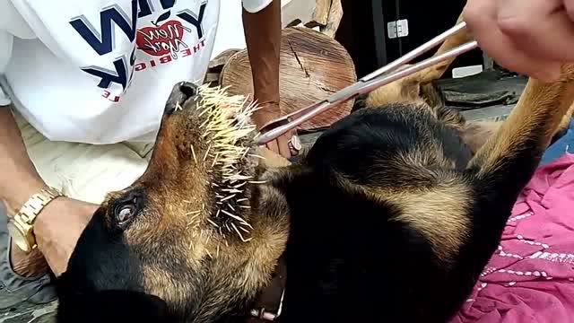 狗咬了一只刺猬,满嘴都是刺