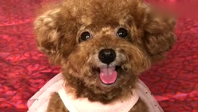 泰迪丫头微笑的样子太可爱了,小表情真讨人喜欢,又想骗我养狗狗