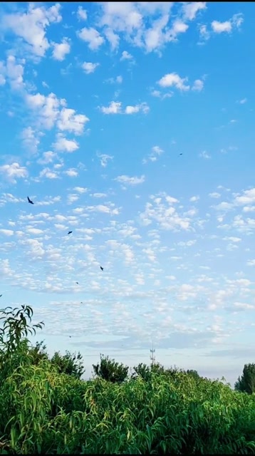 抬头,燕子低飞在蓝天上,与夕阳构成美好画卷