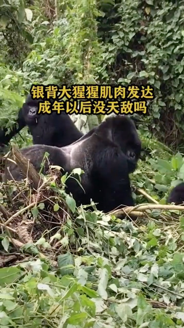 银背大猩猩肌肉发达,成年以后真的没有天敌吗?