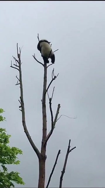 熊猫:蚩尤你在哪儿?我都等你几千年了,你怎么还不来接我呀