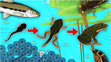 进化模拟器我从蝌蚪进化到一半，被池塘里的水蟑螂吃了小熙解说